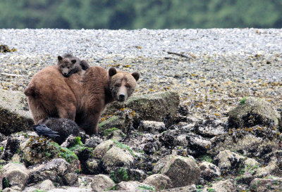 URSID - BEAR - GRIZZLY BEAR - MOM AND HER FIRST YEAR CUBS - KNIGHT'S INLET BRITISH COLUMBIA (47).JPG