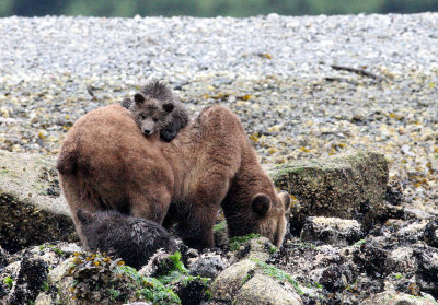 URSID - BEAR - GRIZZLY BEAR - MOM AND HER FIRST YEAR CUBS - KNIGHT'S INLET BRITISH COLUMBIA (53).JPG
