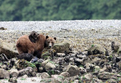 URSID - BEAR - GRIZZLY BEAR - MOM AND HER FIRST YEAR CUBS - KNIGHT'S INLET BRITISH COLUMBIA (60).JPG