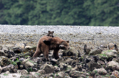 URSID - BEAR - GRIZZLY BEAR - MOM AND HER FIRST YEAR CUBS - KNIGHT'S INLET BRITISH COLUMBIA (72).JPG