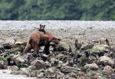 URSID - BEAR - GRIZZLY BEAR - MOM AND HER FIRST YEAR CUBS - KNIGHT'S INLET BRITISH COLUMBIA (73).JPG