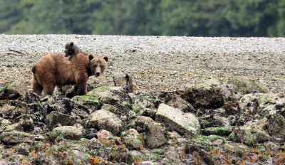URSID - BEAR - GRIZZLY BEAR - MOM AND HER FIRST YEAR CUBS - KNIGHT'S INLET BRITISH COLUMBIA (77).JPG