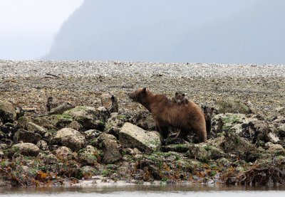 URSID - BEAR - GRIZZLY BEAR - MOM AND HER FIRST YEAR CUBS - KNIGHT'S INLET BRITISH COLUMBIA (8).JPG
