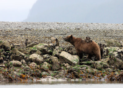 URSID - BEAR - GRIZZLY BEAR - MOM AND HER FIRST YEAR CUBS - KNIGHT'S INLET BRITISH COLUMBIA (9).JPG