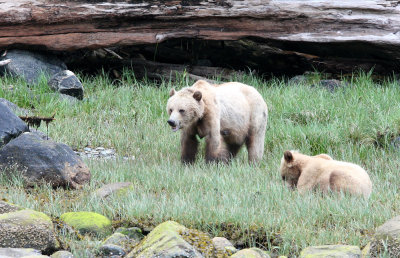 URSID - BEAR - GRIZZLY BEAR - ROLL AND HER CUB - KNIGHT'S INLET BRITISH COLUMBIA (16).JPG