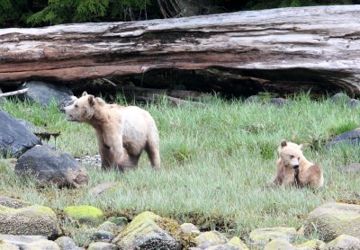 URSID - BEAR - GRIZZLY BEAR - ROLL AND HER CUB - KNIGHT'S INLET BRITISH COLUMBIA (24).JPG