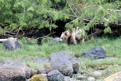 URSID - BEAR - GRIZZLY BEAR - ROLL AND HER CUB - KNIGHT'S INLET BRITISH COLUMBIA (5).JPG