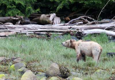 URSID - BEAR - GRIZZLY BEAR - ROLL AND HER CUB - KNIGHT'S INLET BRITISH COLUMBIA (8).JPG