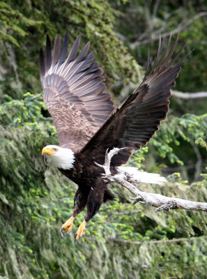 Bald Eagls & Other Birds of the Knight Inlet British Columbia