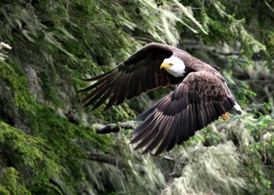 BIRD - EAGLE - BALD EAGLE - KNIGHT'S INLET BRITISH COLUMBIA (111).JPG