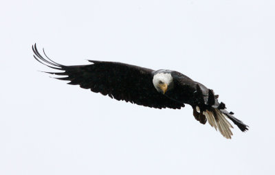 BIRD - EAGLE - BALD EAGLE - KNIGHT'S INLET BRITISH COLUMBIA - JOHN REID'S LOCAL RESIDENT COMING IN TO FEED (12).JPG