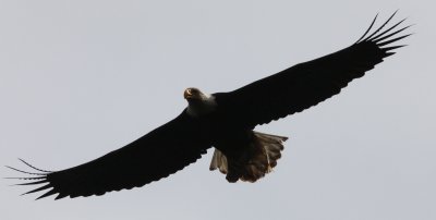 BIRD - EAGLE - LOCAL RESIDENT AT SAILCONE LODGE - BRITISH COLUMBIA (3).JPG