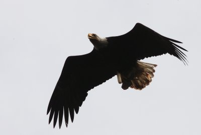 BIRD - EAGLE - LOCAL RESIDENT AT SAILCONE LODGE - BRITISH COLUMBIA (4).JPG