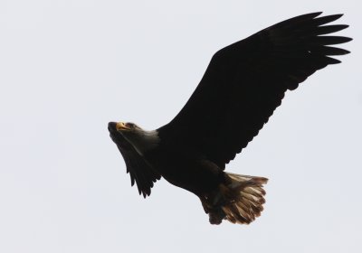 BIRD - EAGLE - LOCAL RESIDENT AT SAILCONE LODGE - BRITISH COLUMBIA (5).JPG