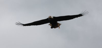 BIRD - EAGLE - LOCAL RESIDENT AT SAILCONE LODGE - BRITISH COLUMBIA.JPG