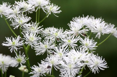 PLANT SPECIES - THOMPSON SOUND BC.JPG