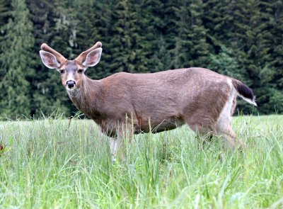 CERVID - DEER - SITKA DEER - KNIGHT'S INLET BRITISH COLUMBIA (2).JPG