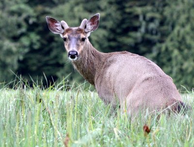 CERVID - DEER - SITKA DEER - KNIGHT'S INLET BRITISH COLUMBIA (4).JPG