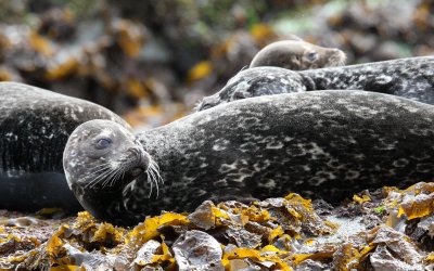 PINNIPED - SEAL - HARBOR SEAL - KNIGHTS INLET BRITISH COLUMBIA (20).JPG