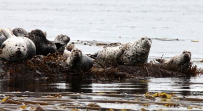 PINNIPED - SEAL - HARBOR SEAL - KNIGHT'S INLET BRITISH COLUMBIA (26).JPG