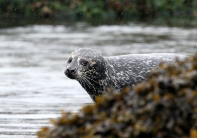 PINNIPED - SEAL - HARBOR SEAL - KNIGHT'S INLET BRITISH COLUMBIA (5).JPG