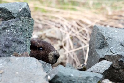 RODENT - MARMOT - VANCOUVER MARMOT - MOUNT WASHINGTON SKY RESORT BC (13).JPG