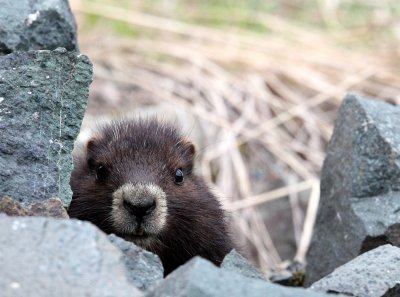 RODENT - MARMOT - VANCOUVER MARMOT - MOUNT WASHINGTON SKY RESORT BC (36).JPG