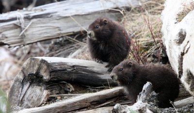 RODENT - MARMOT - VANCOUVER MARMOT - MOUNT WASHINGTON SKY RESORT BC (60).JPG