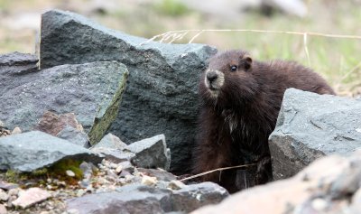 RODENT - MARMOT - VANCOUVER MARMOT - MOUNT WASHINGTON SKY RESORT BC (7).JPG