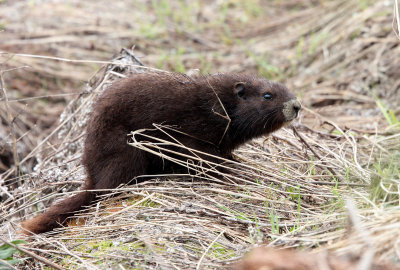 RODENT - MARMOT - VANCOUVER MARMOT - MOUNT WASHINGTON SKY RESORT BC (70).JPG