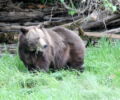 URSID - BEAR - GRIZZLY BEAR - BELLA AND HER CUBS AND BLONDIE - KNIGHT'S INLET BRITISH COLUMBIA (19).JPG