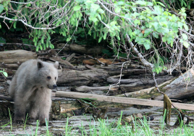 URSID - BEAR - GRIZZLY BEAR - BELLA AND HER CUBS AND BLONDIE - KNIGHT'S INLET BRITISH COLUMBIA (31).JPG
