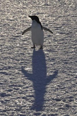 Adelie  shadow01.JPG
