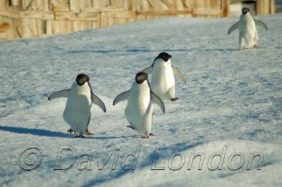 Adelie Happy feet01.JPG