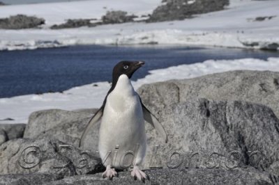 Adelie squawk01.JPG