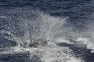 Orca tail03.JPG