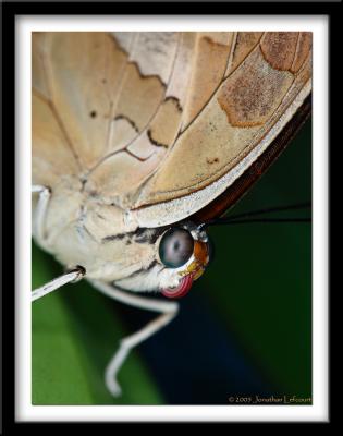 Butterfly Macros