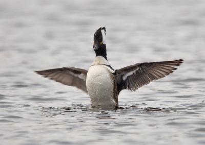 Hooded Merganser wing flaps after bathing