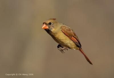 Female Cardinal, on her way to the feeder