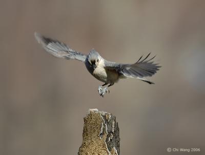 Tufted Titmouse fly-by