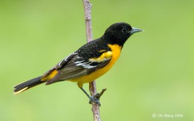 Northern Oriole (Baltimore race)