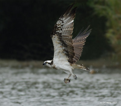 Birds of Taiwan