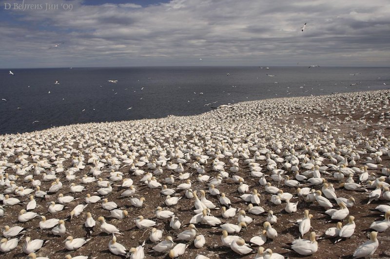 Gannet colony.jpg