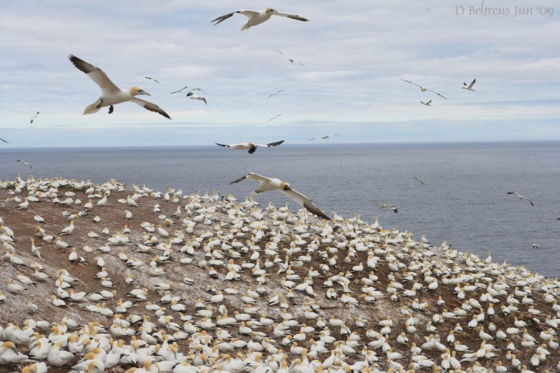 Gannets building nests.jpg