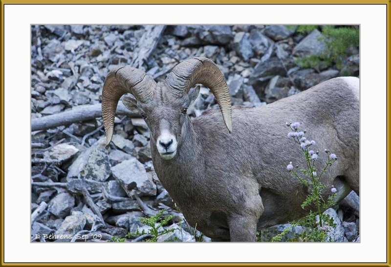 Bighorn at Sinclair Canyon.jpg