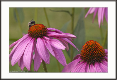 Garden Bee.jpg