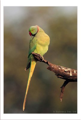 Rose-ringed Parakeet India 800.jpg