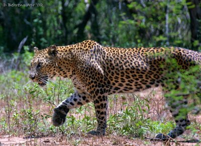 Yala Leopard