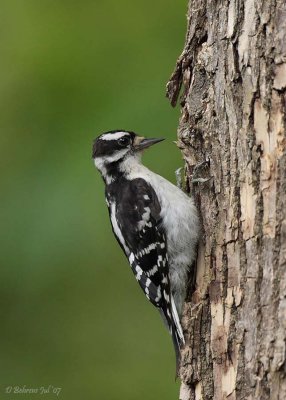 Downy Woodpecker-F.jpg