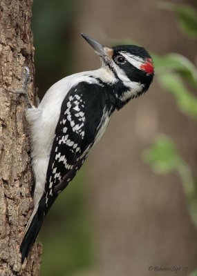Hairy Woodpecker-M.jpg